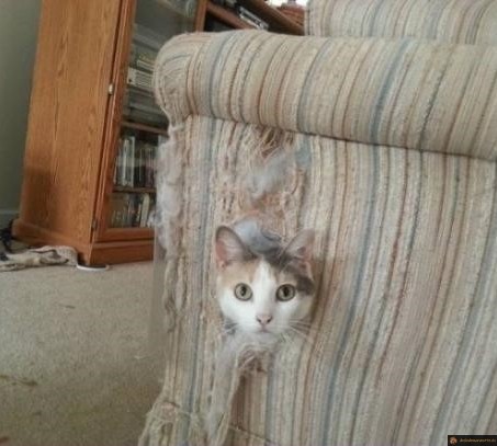 Chat caché dans le canapé