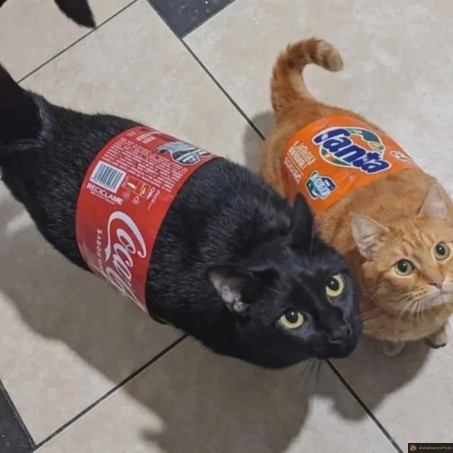 chat coca et chat fanta