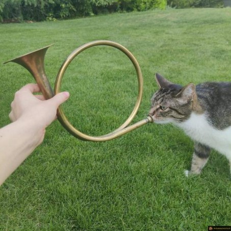 Chat cor de chasse