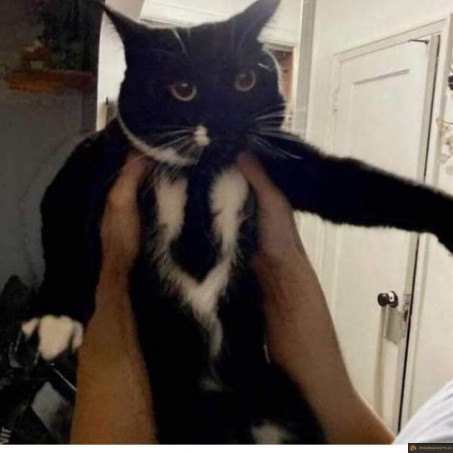 Chat cravate