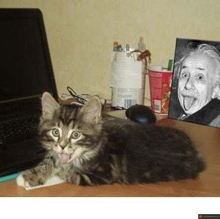 Chat d'Einstein