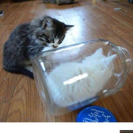 Chat dans bocal
