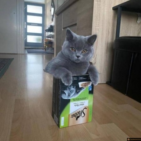 Chat dans carton