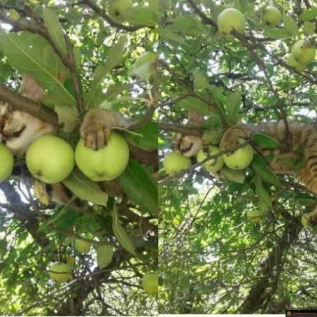 Chat dans pommier