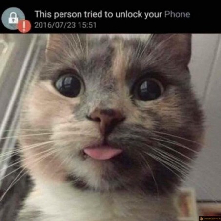 Chat débloque le téléphone