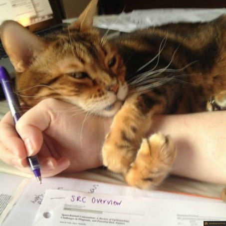 Chat en manque de calin