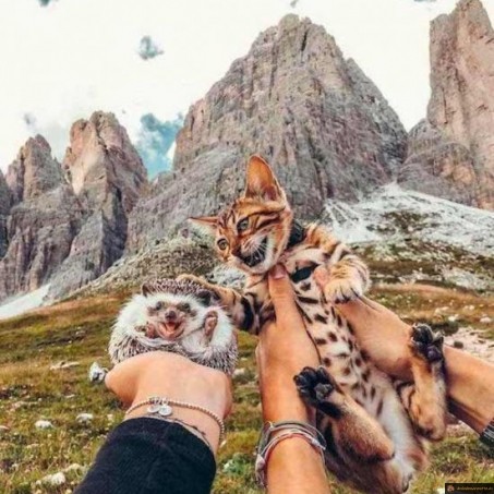 Chat et herisson
