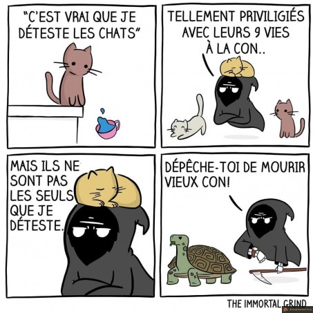 Chat et tortue