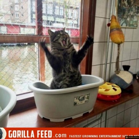 Chat fou