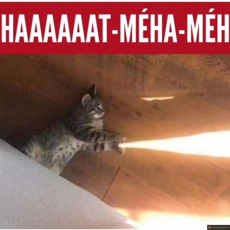 Chat Méha Méha