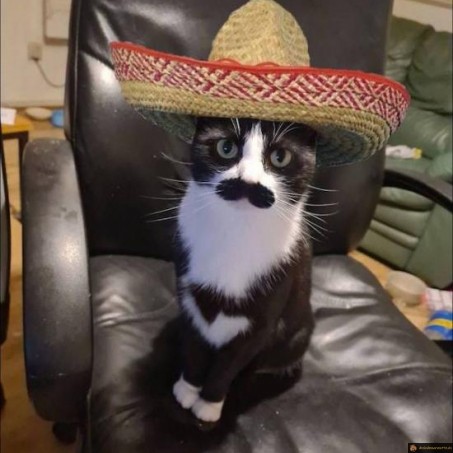 Chat mexicain