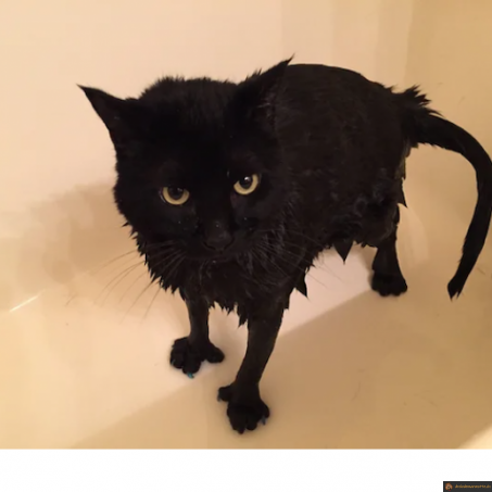 Chat mouillé