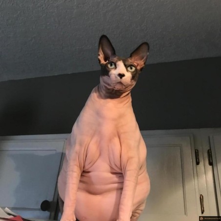 Chat obèse et imberbe