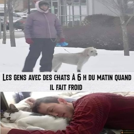 Chat ou chien en hiver