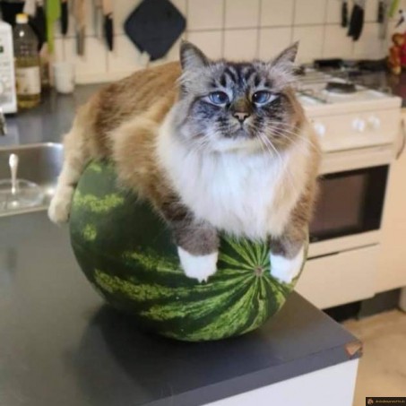 Chat pastèque