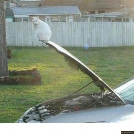 Chat perché 2