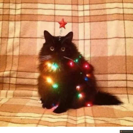 Chat-pin de noel
