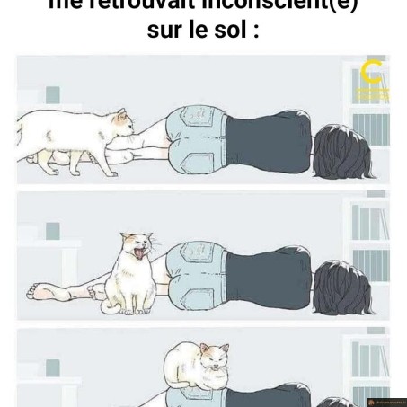 Chat quand je suis inconscient
