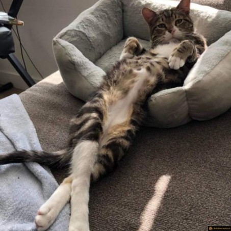 Chat relax