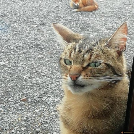 Chat renard