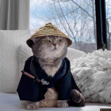Chat samouraï zen