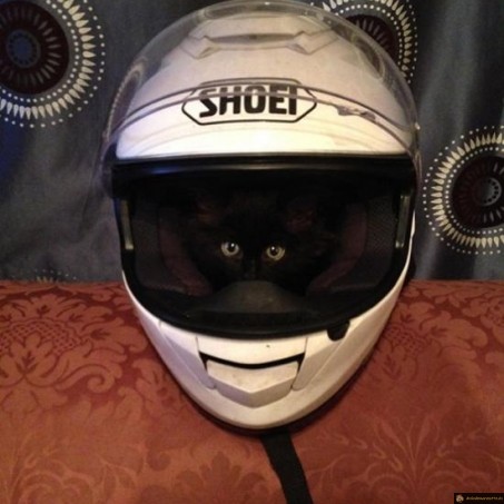 Chat Shoei
