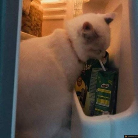 Chat sirote dans le frigo