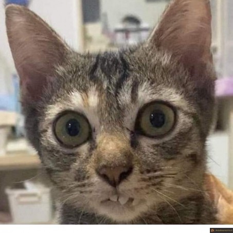 Chat souris