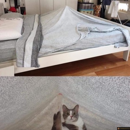 Chat sous les draps