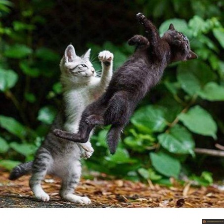 Chat Street Fighter