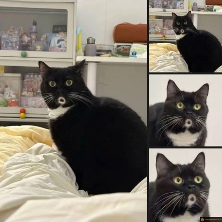 Chat surpris