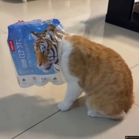 Chat tigre