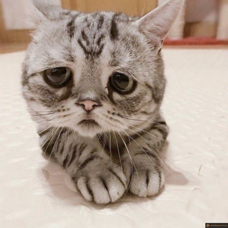 Chat tout triste