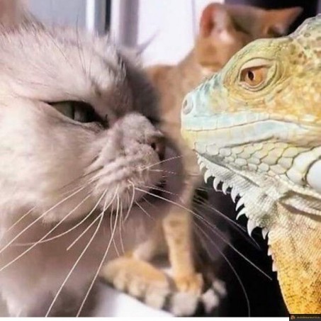 Chat vs Lézard