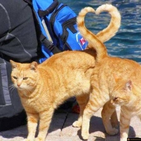 Chats amoureux