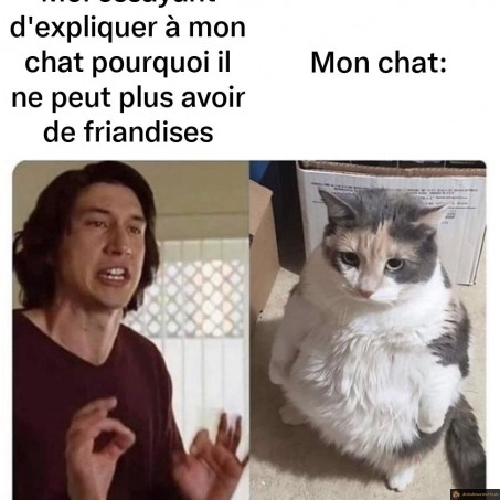 Chats et friandises