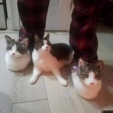 Chausson chat