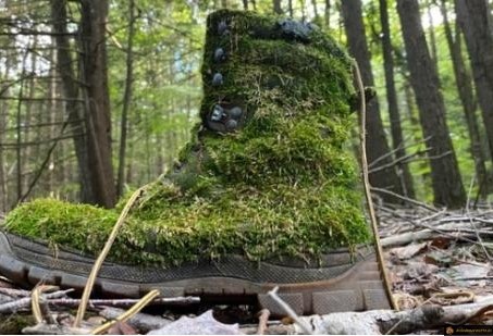 Chaussure d'herbe