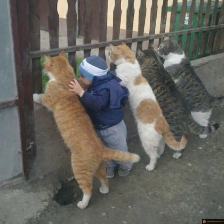 Chef du gang de chats