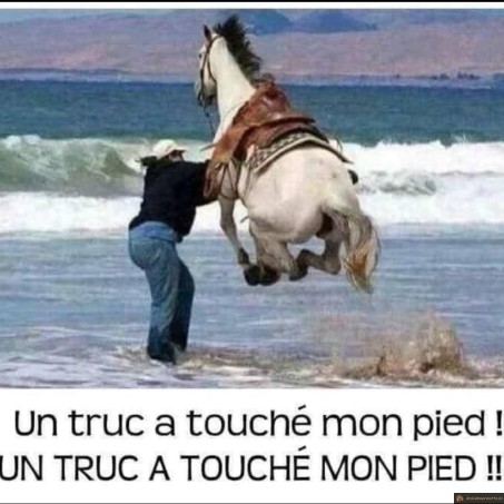 cheval à la mer