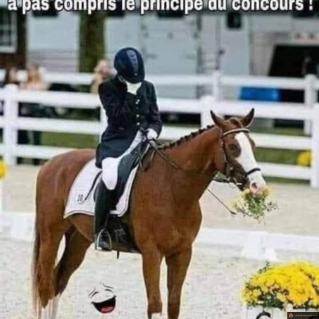 Cheval anti-concours