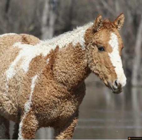 Cheval frisé
