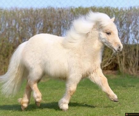 Cheval tout doux