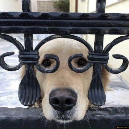 Chien à lunettes