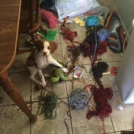 Chien a trouvé le sac de laine