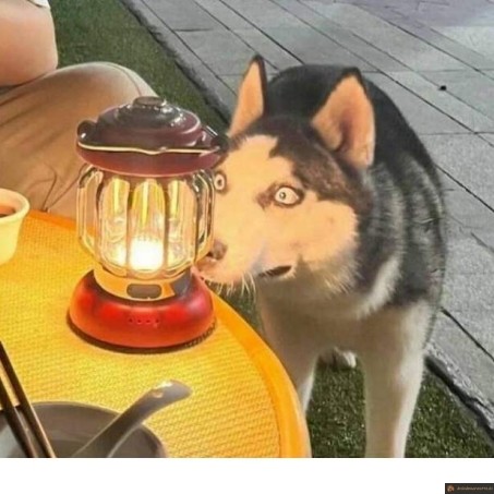 Chien absorbé par la lumière