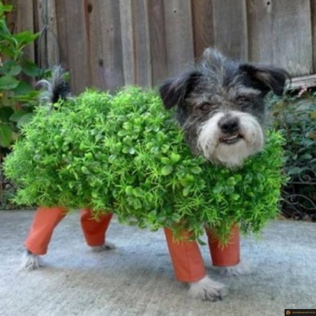 Chien arbuste