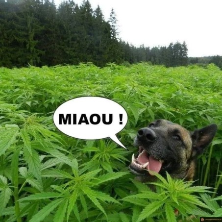 Chien cannabis miaou
