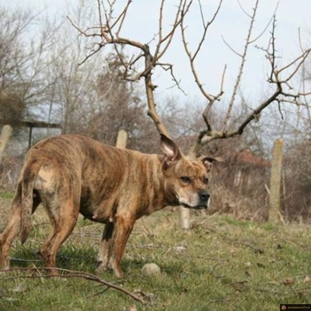 Chien cerf