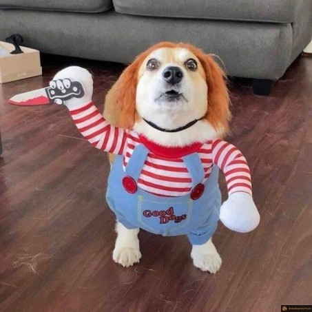 Chien chucky